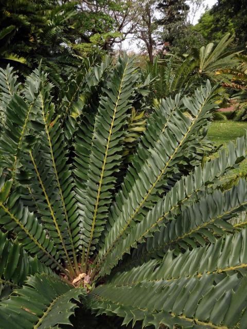 Píchoš (Encephalartos ferox G. Bertol.)