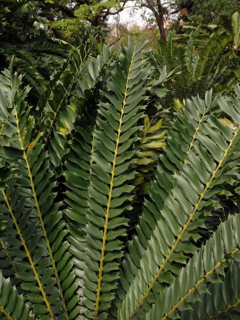 Píchoš (Encephalartos ferox G. Bertol.)