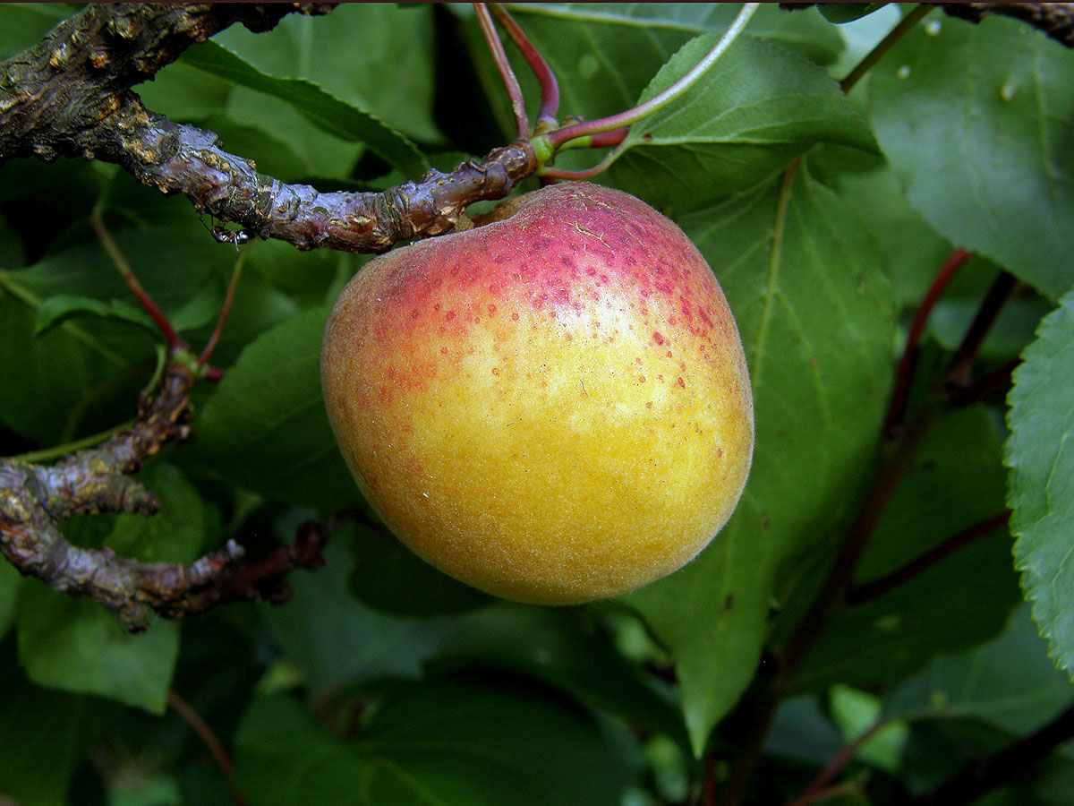 Meruňka obecná (Prunus armeniaca L.)