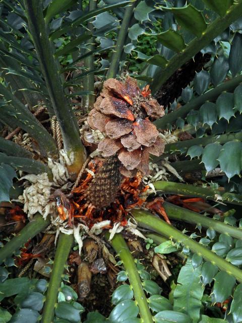 Píchoš (Encephalartos ferox G. Bertol.)