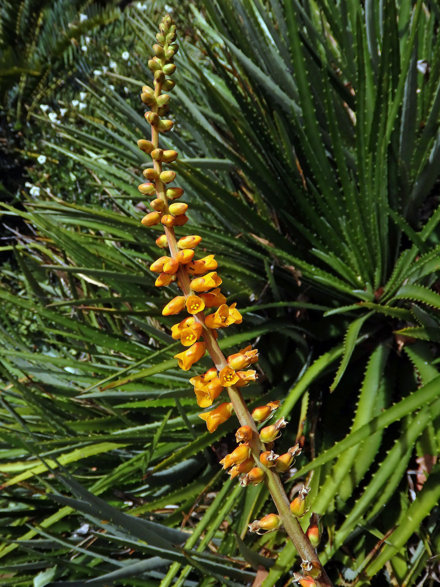 Dyckia fosteriana L. B. Sm.