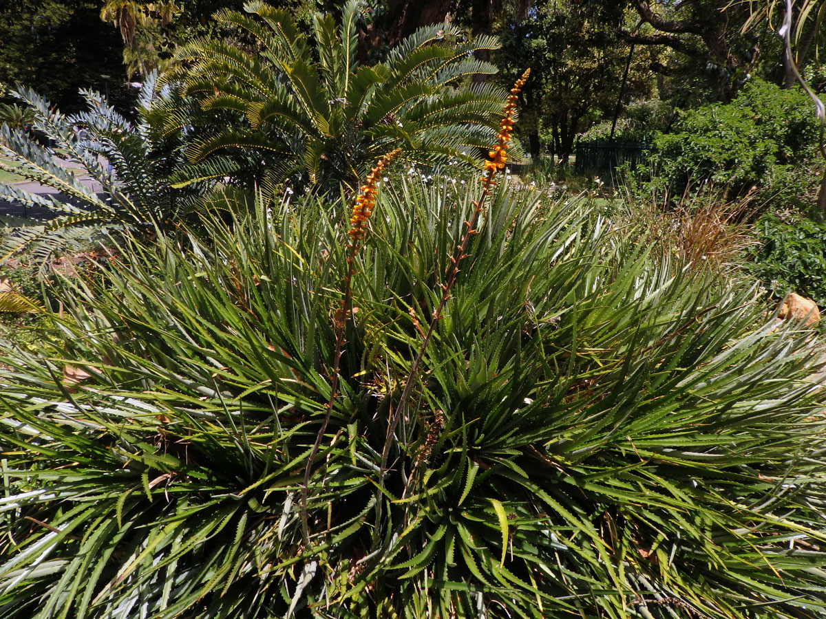 Dyckia fosteriana L. B. Sm.