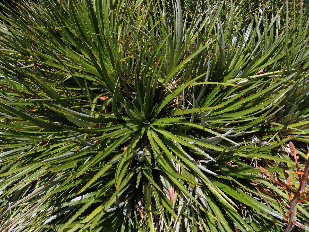 Dyckia fosteriana L. B. Sm.