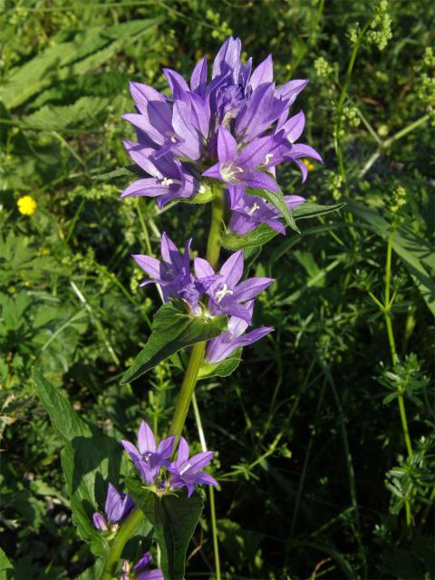 Zvonek klubkatý (Campanula glomerata L.)