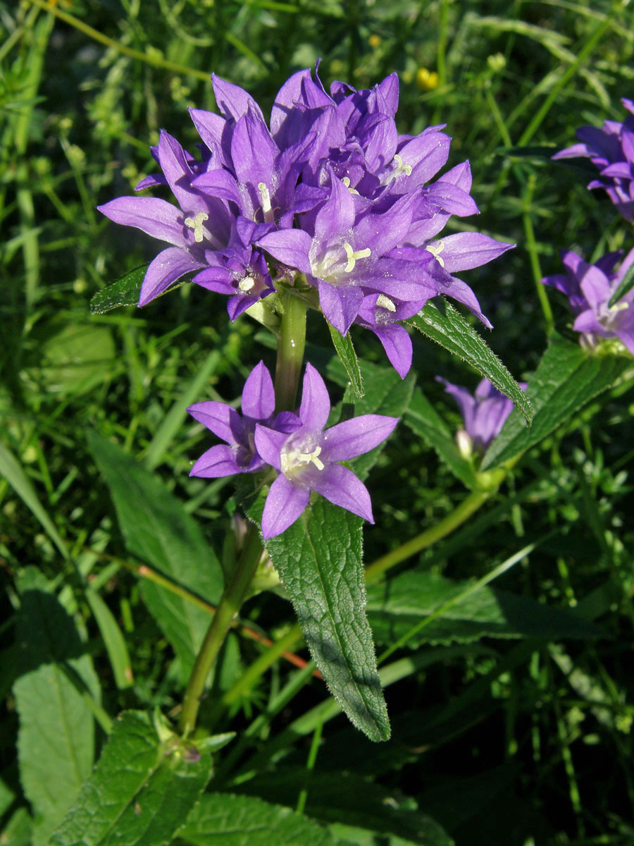 Zvonek klubkatý (Campanula glomerata L.)