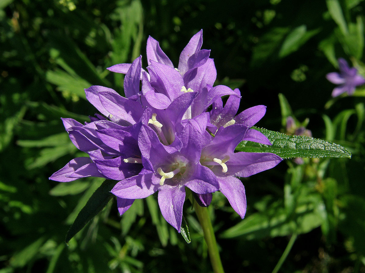 Zvonek klubkatý (Campanula glomerata L.)