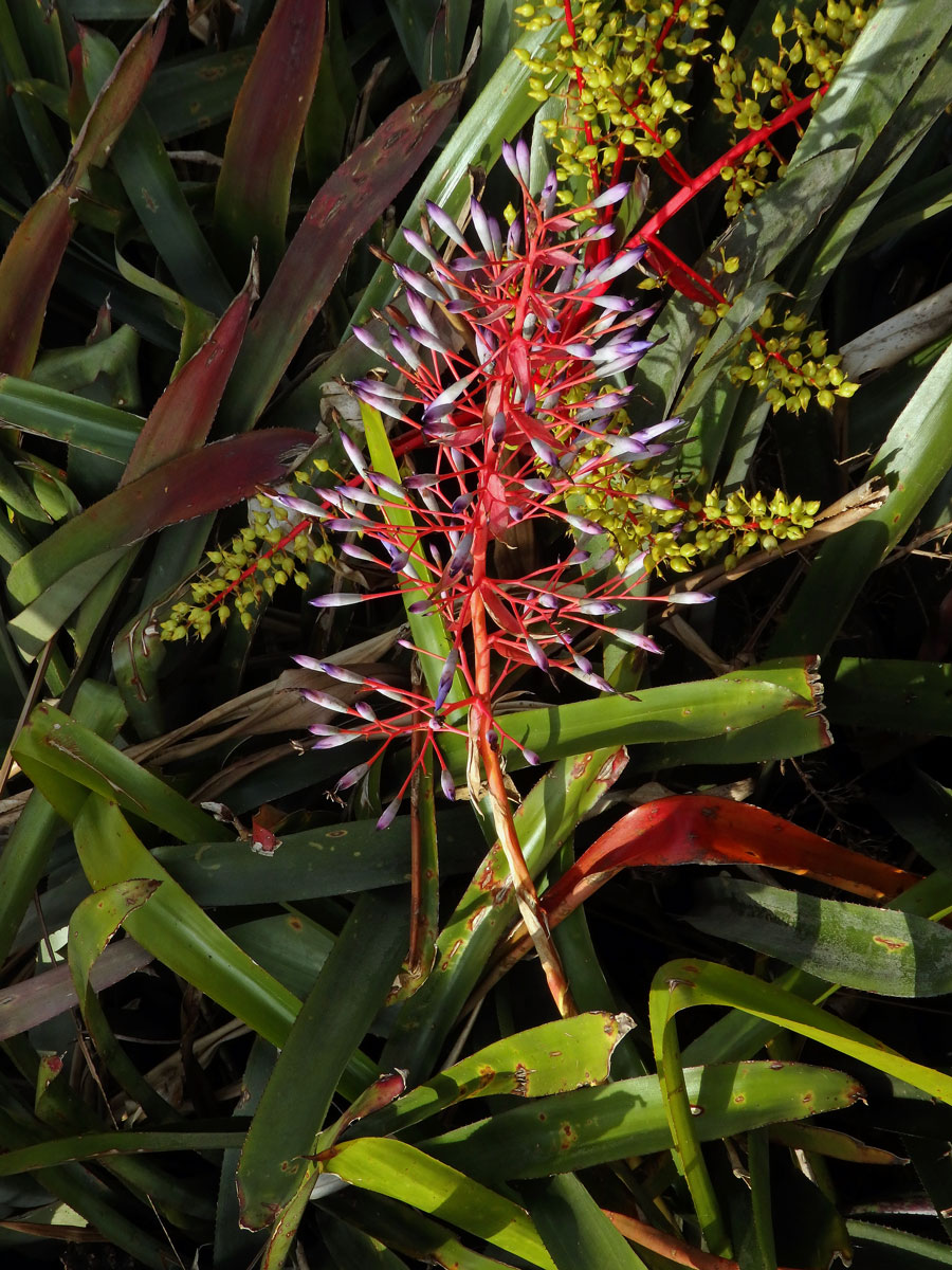 Aechmea spectabilis (K. Koch) Brongn. ex Houllet