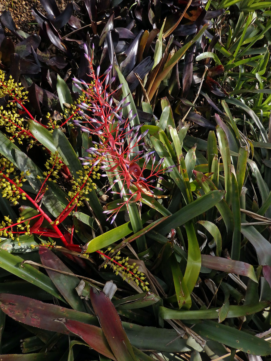 Aechmea spectabilis (K. Koch) Brongn. ex Houllet