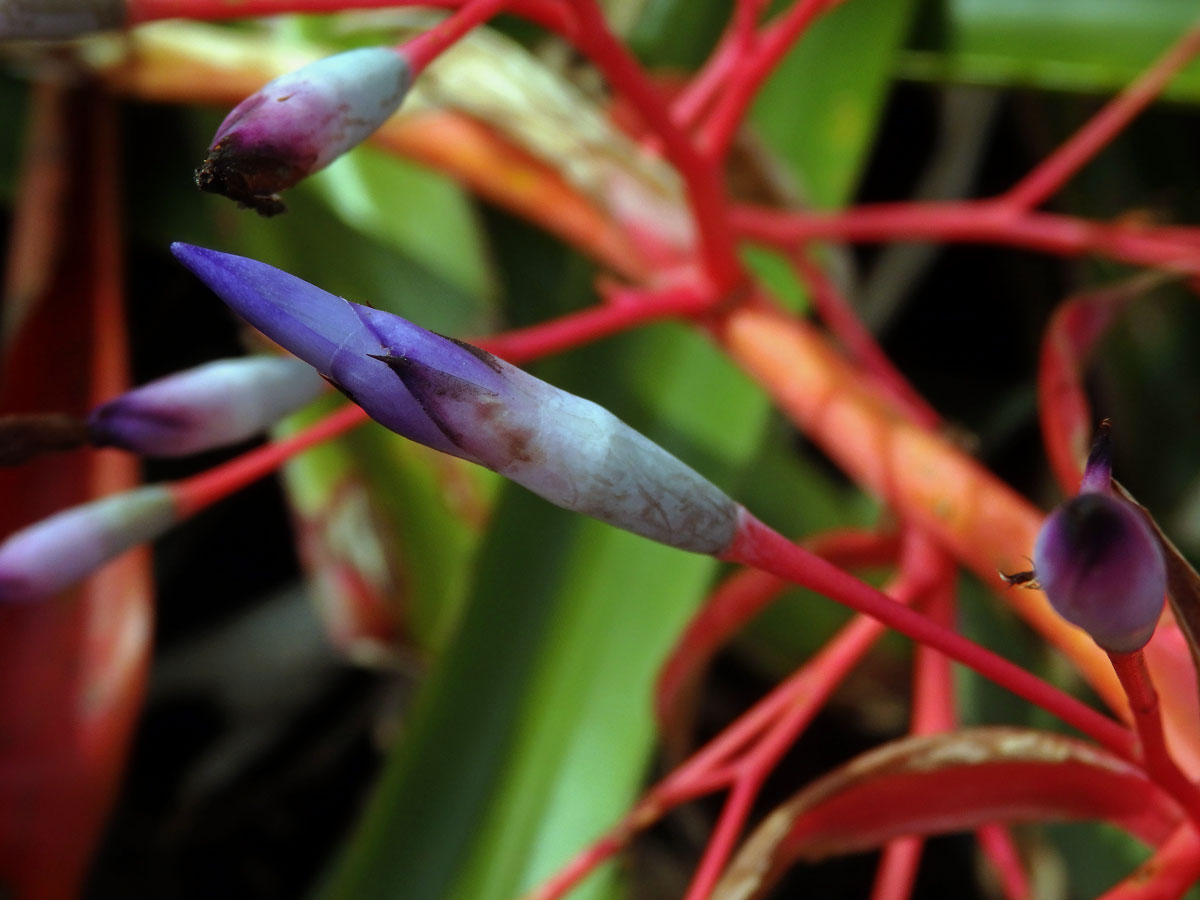 Aechmea spectabilis (K. Koch) Brongn. ex Houllet