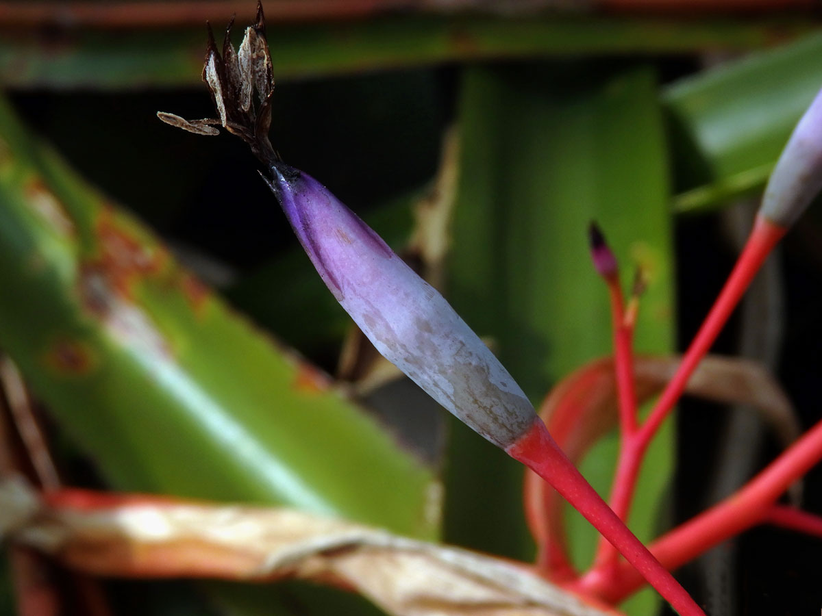 Aechmea spectabilis (K. Koch) Brongn. ex Houllet