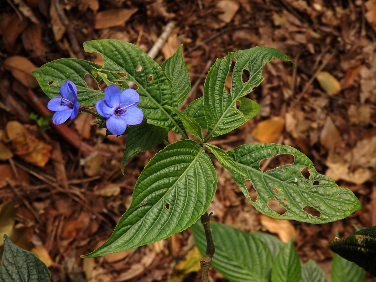 Eranthemum pulchellum Andr.