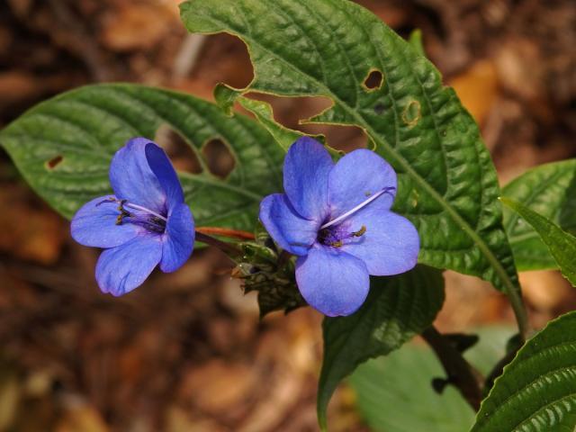 Eranthemum pulchellum Andr.