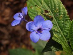 Eranthemum pulchellum Andr.