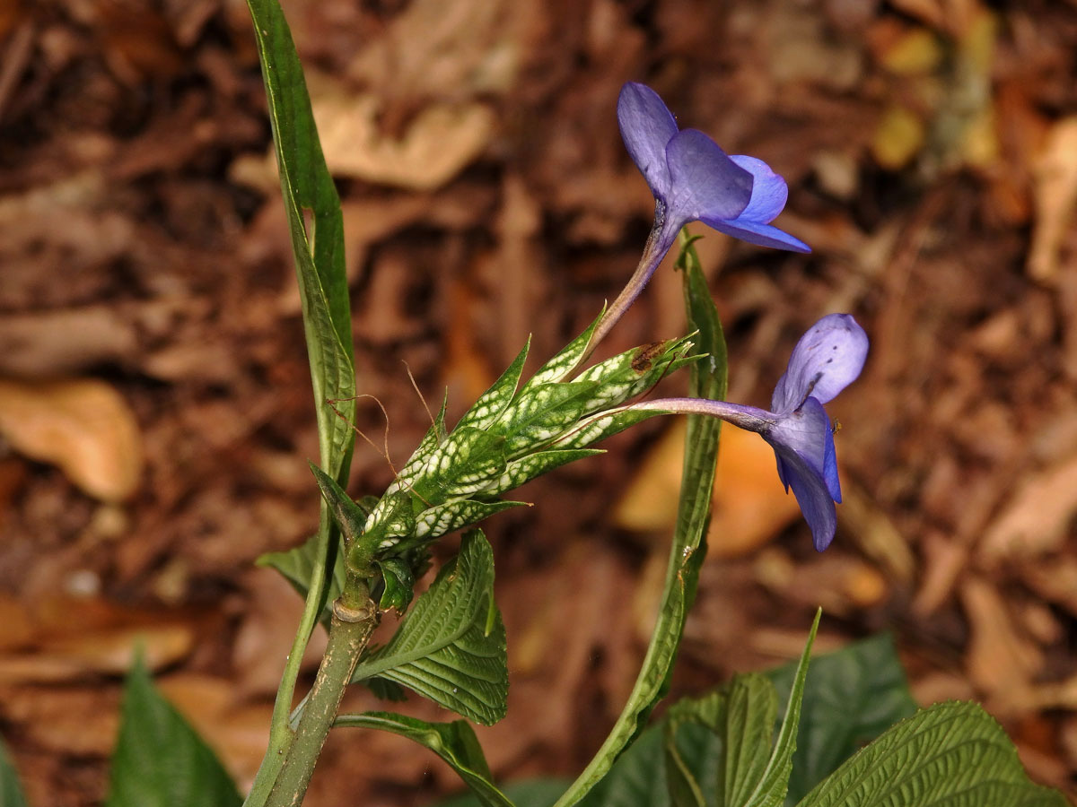 Eranthemum pulchellum Andr.