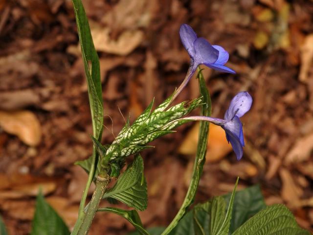 Eranthemum pulchellum Andr.