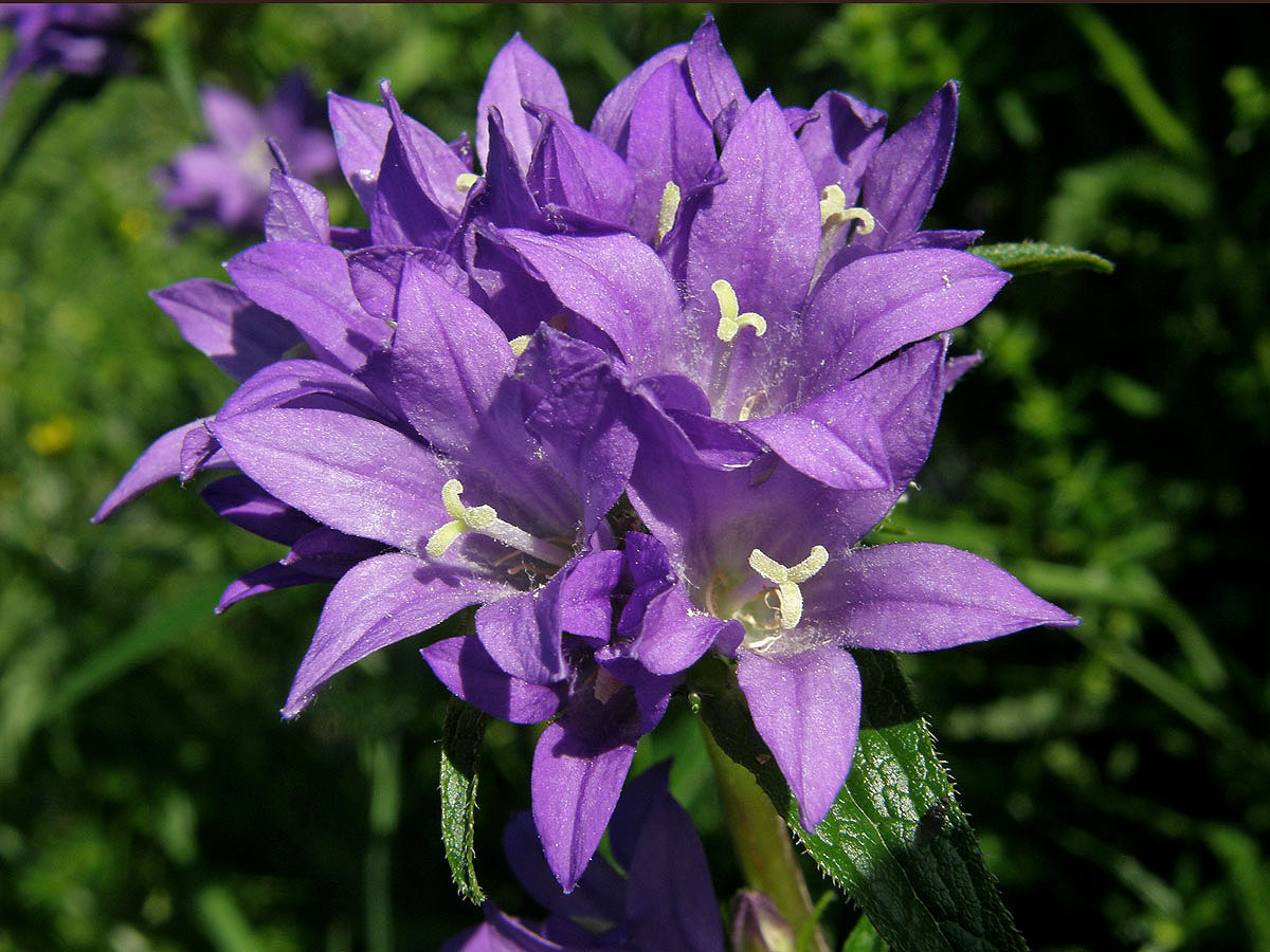 Zvonek klubkatý (Campanula glomerata L.)