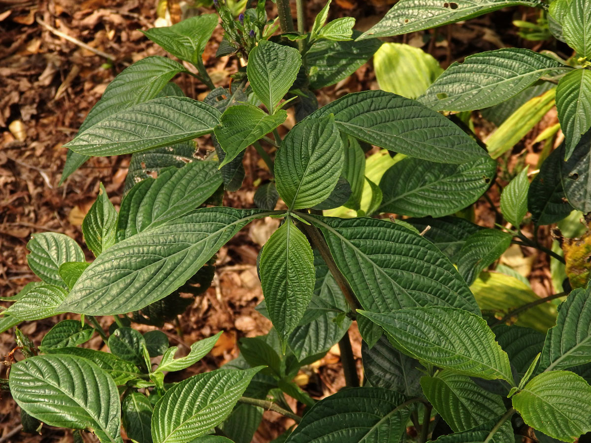 Eranthemum pulchellum Andr.