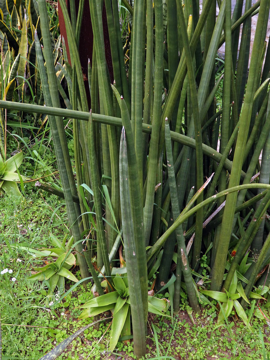 Sansevieria cylindrica Bojer ex Hook.