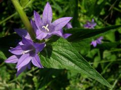 Zvonek klubkatý (Campanula glomerata L.)