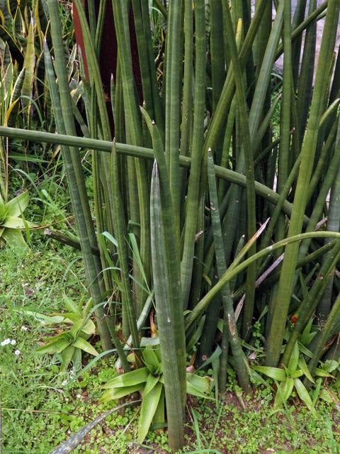 Sansevieria cylindrica Bojer ex Hook.