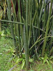 Sansevieria Thunb.  