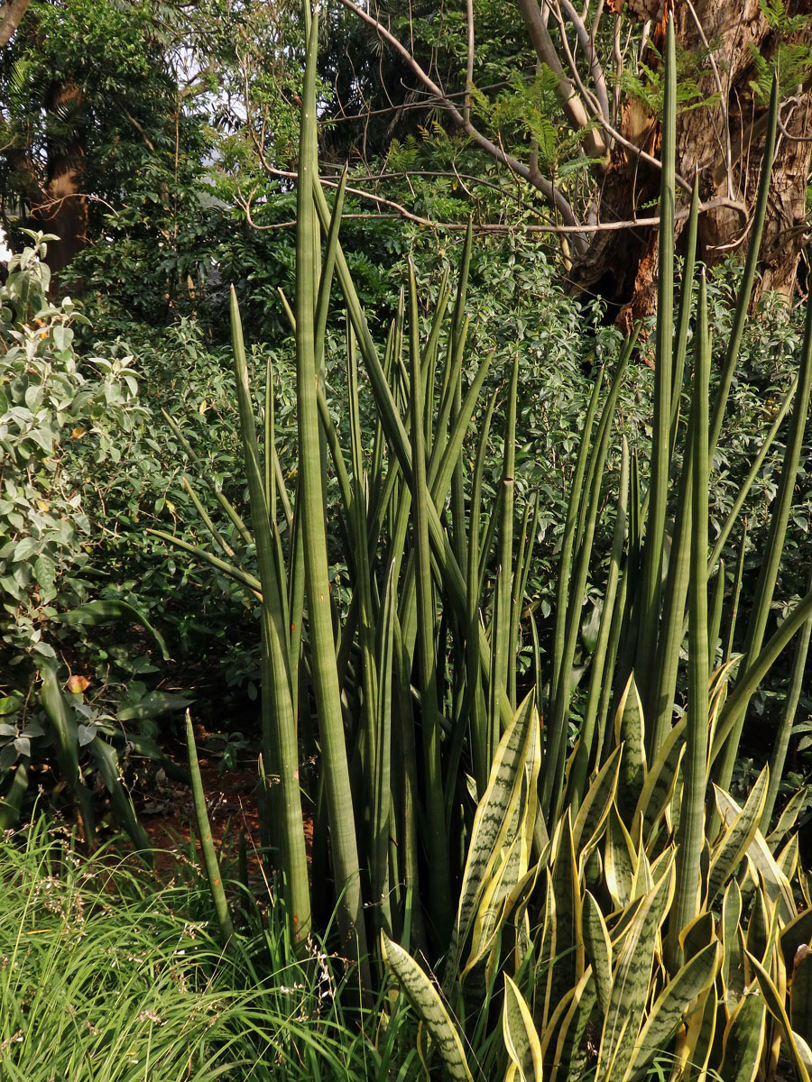 Sansevieria cylindrica Bojer ex Hook.