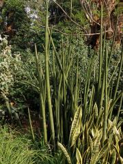 Sansevieria cylindrica Bojer ex Hook.