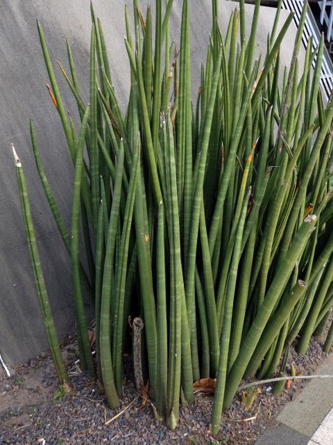 Sansevieria cylindrica Bojer ex Hook.