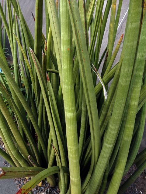 Sansevieria cylindrica Bojer ex Hook.