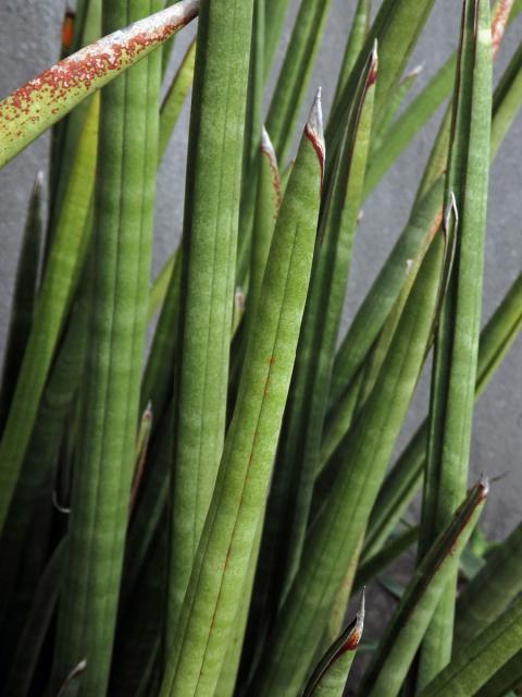 Sansevieria cylindrica Bojer ex Hook.