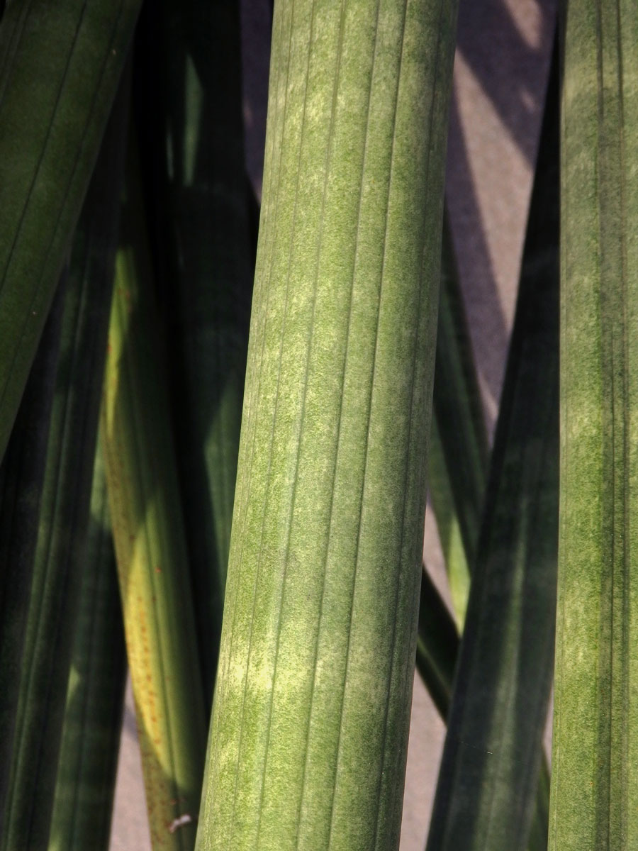 Sansevieria cylindrica Bojer ex Hook.