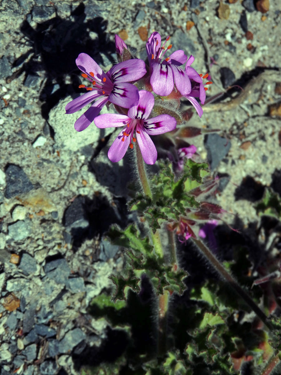 4_Kakostovité: Kakost (Geranium)