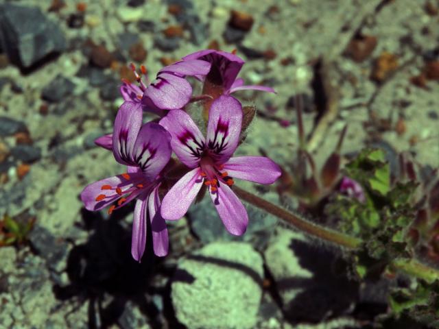 4_Kakostovité: Kakost (Geranium)