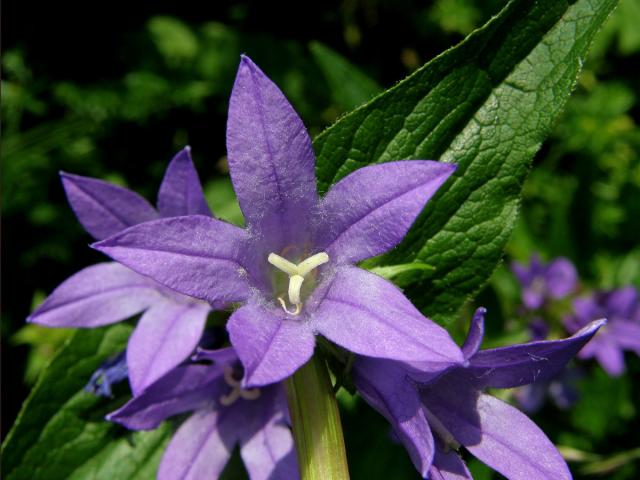 Zvonek klubkatý (Campanula glomerata L.)