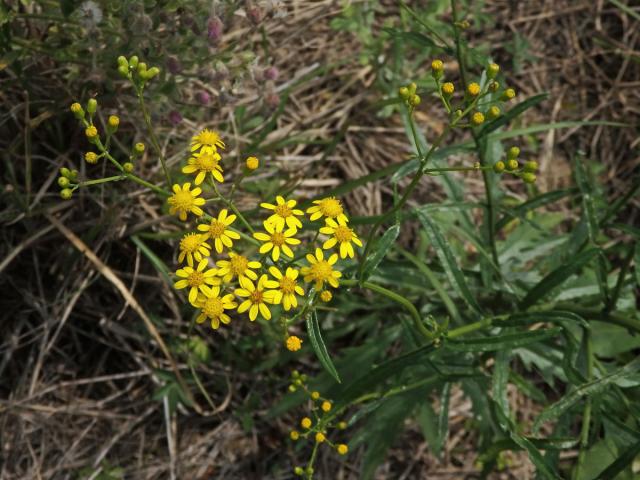 Starček (Senecio pterophorus DC.)