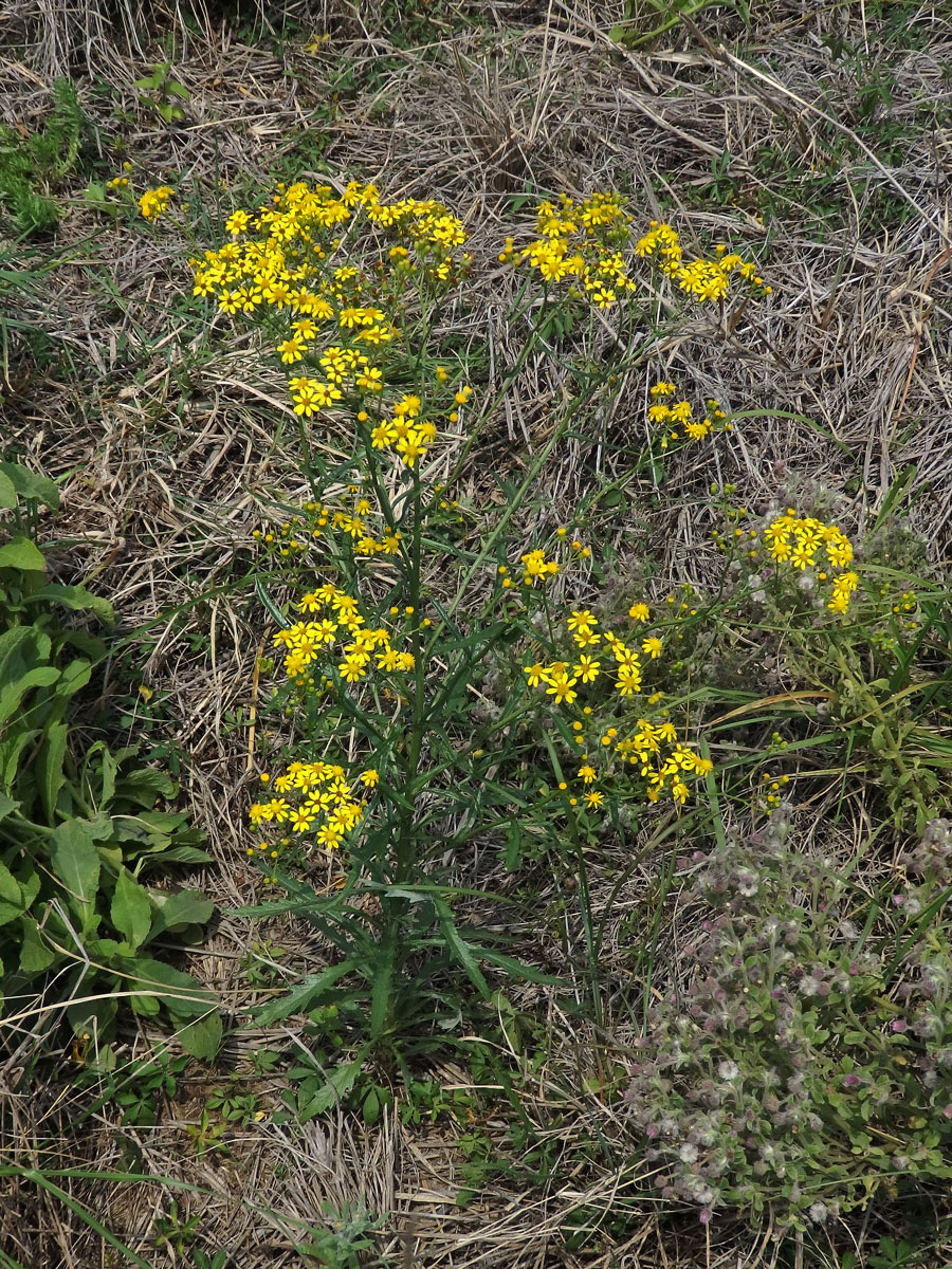 Starček (Senecio pterophorus DC.)