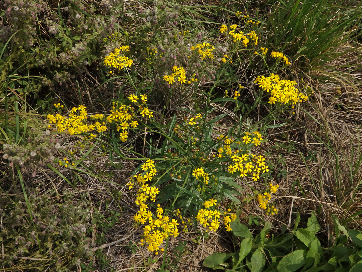 Starček (Senecio pterophorus DC.)