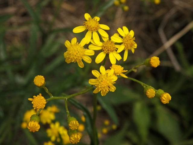 Starček (Senecio pterophorus DC.)