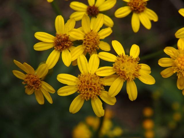 Starček (Senecio pterophorus DC.)