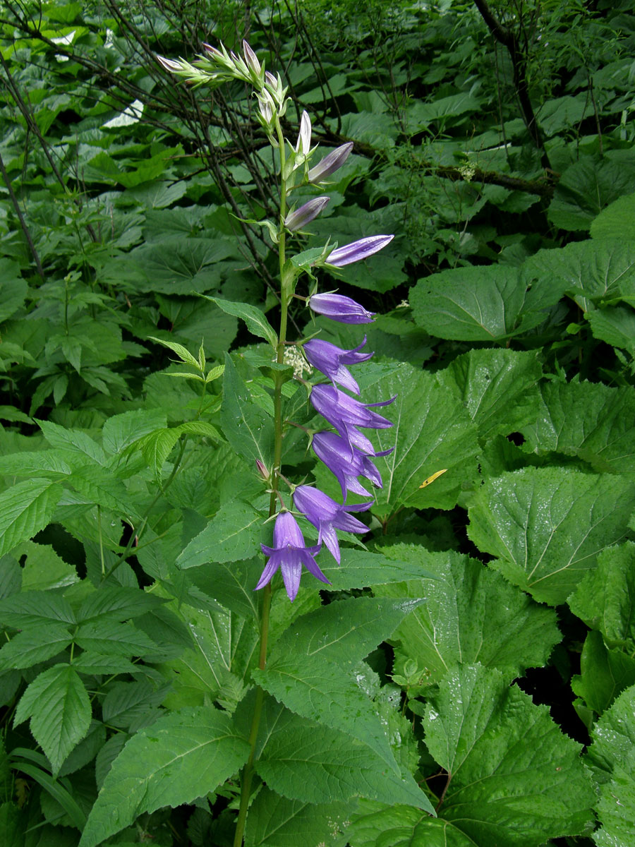 Zvonek širokolistý (Campanula latifolia L.)