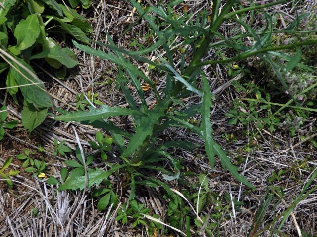 Starček (Senecio pterophorus DC.)