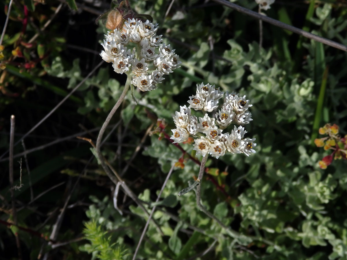 56_Hvězdnicovité: Smil (Helichrysum)