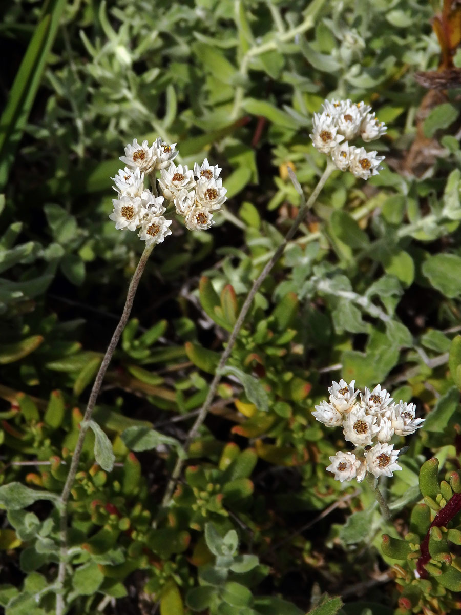 56_Hvězdnicovité: Smil (Helichrysum)