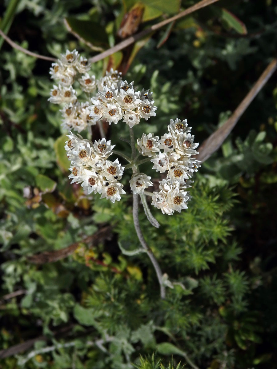 56_Hvězdnicovité: Smil (Helichrysum)