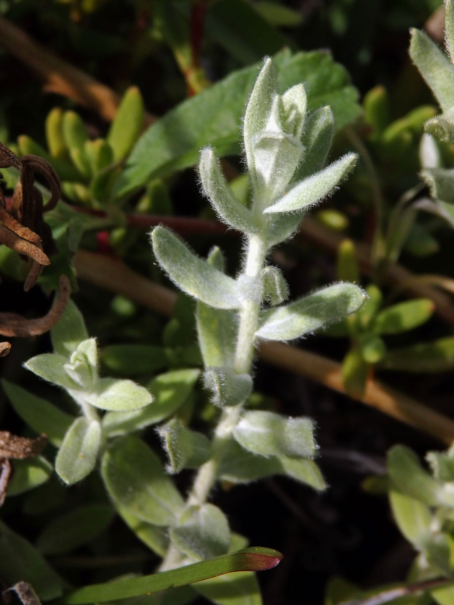 56_Hvězdnicovité: Smil (Helichrysum)