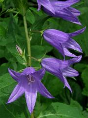 Zvonek širokolistý (Campanula latifolia L.)