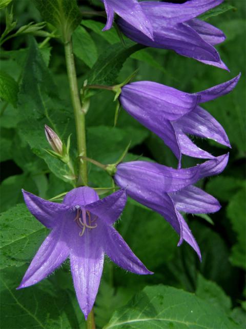 Zvonek širokolistý (Campanula latifolia L.)