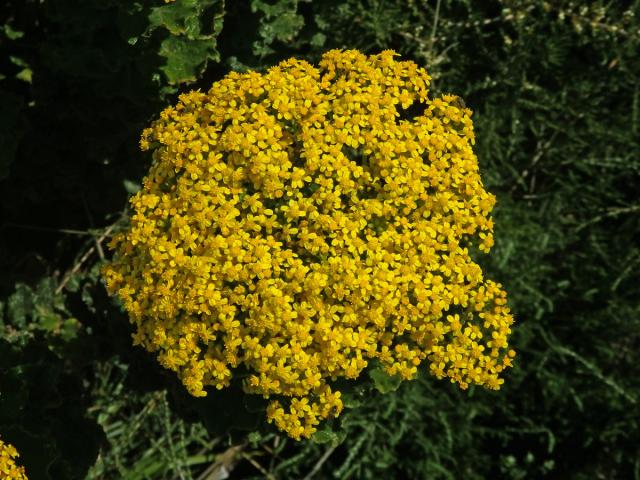 59_Hvězdnicovité: Starček (Senecio)