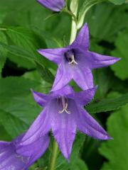 Zvonek širokolistý (Campanula latifolia L.)