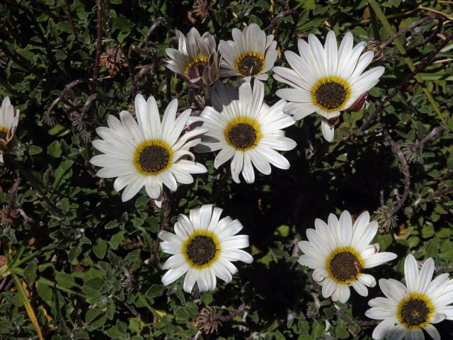 Arctotis stoechadifolia Berg.